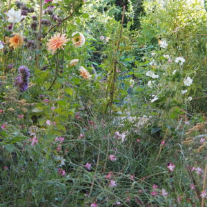 jardin silvestre