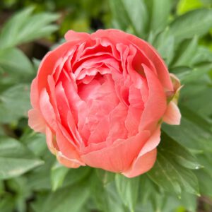 peonia coral