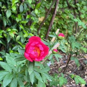 rosa magenta