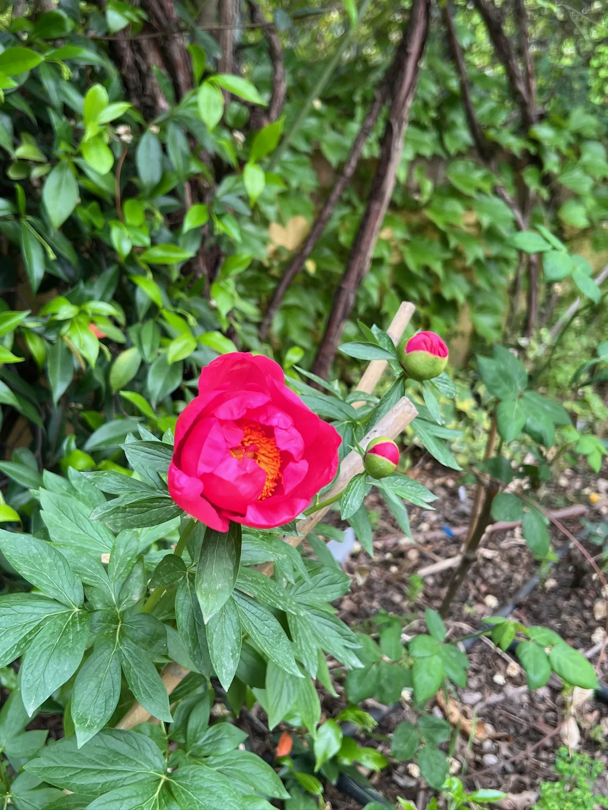 Rosas