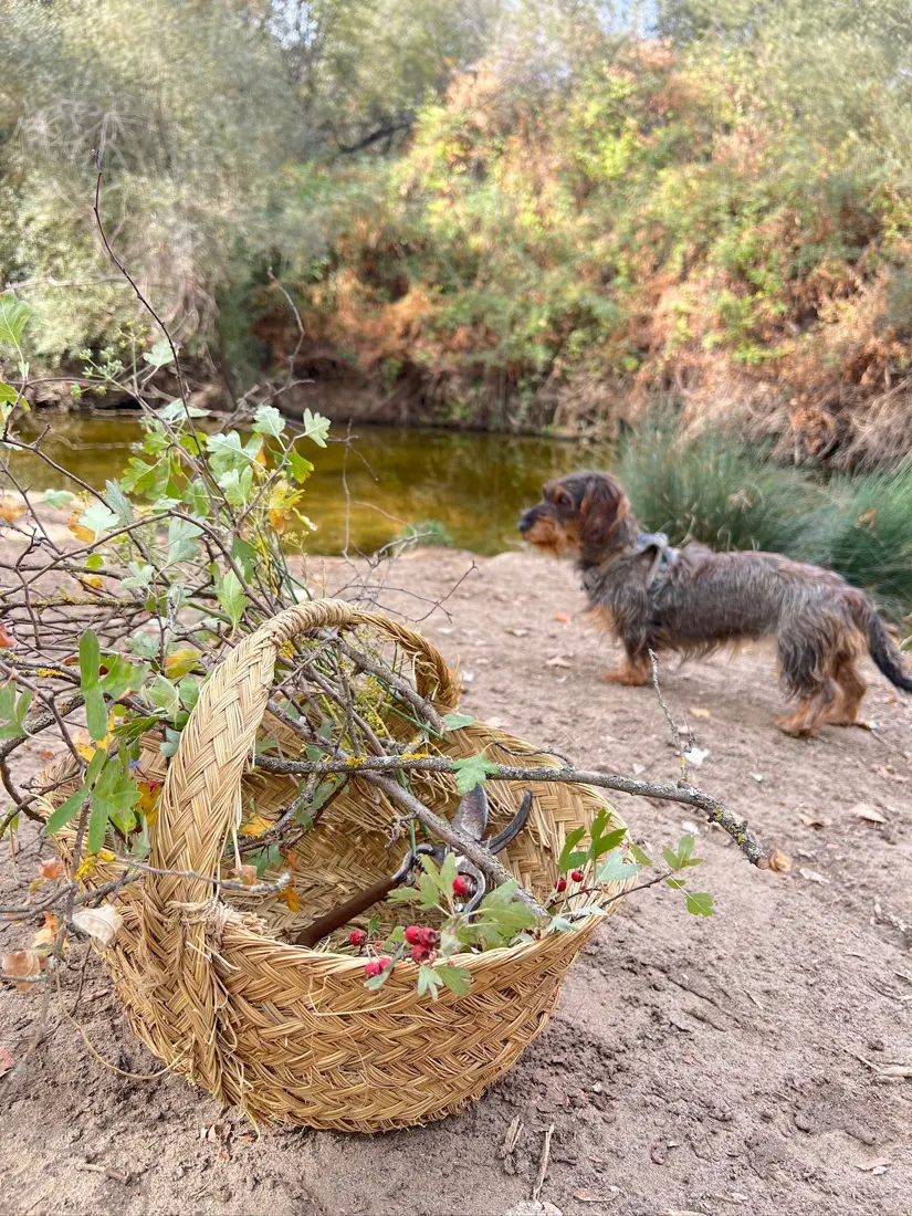 Cesta de forrajeo junto al río