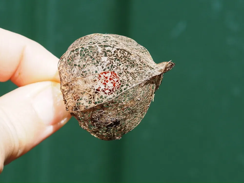 Semilla seca del huerto