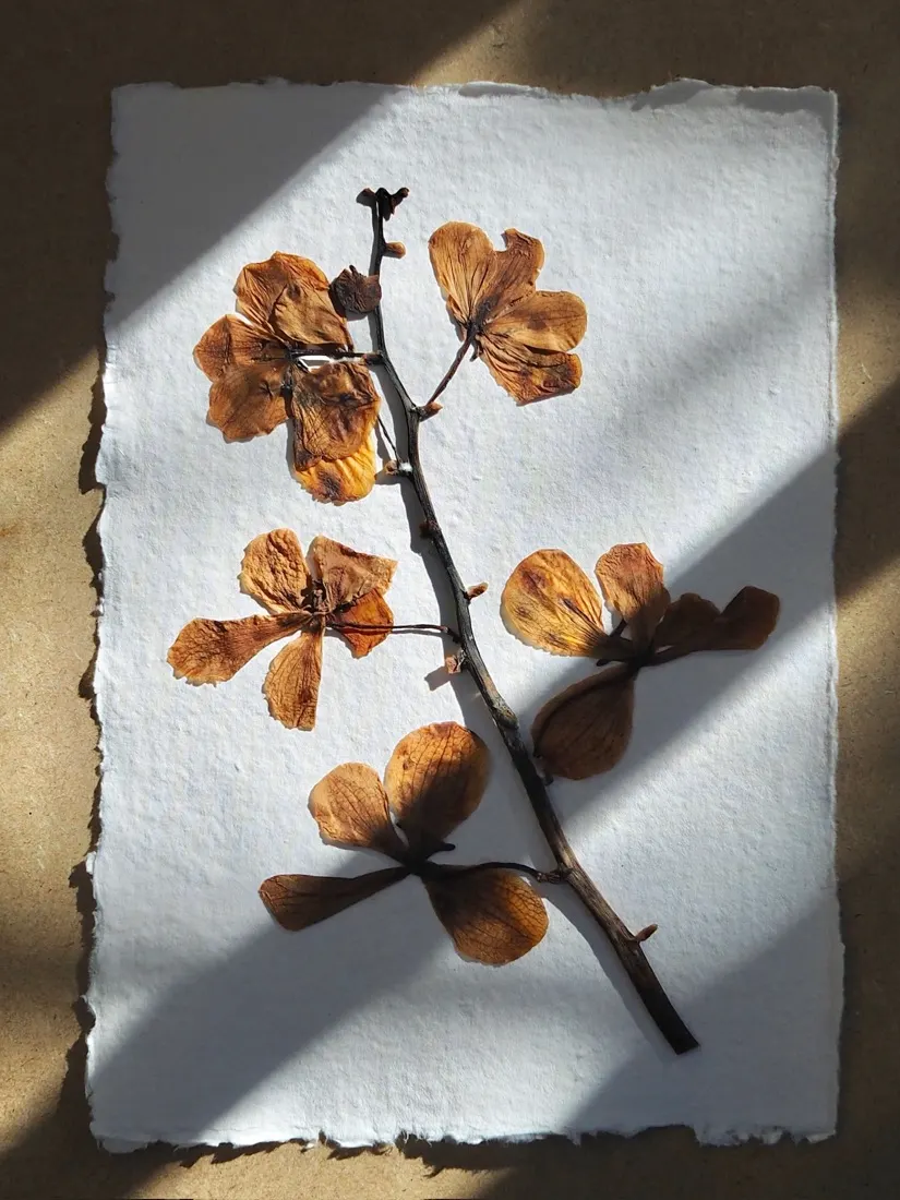 Rama de flores prensadas sobre papel hecho a mano