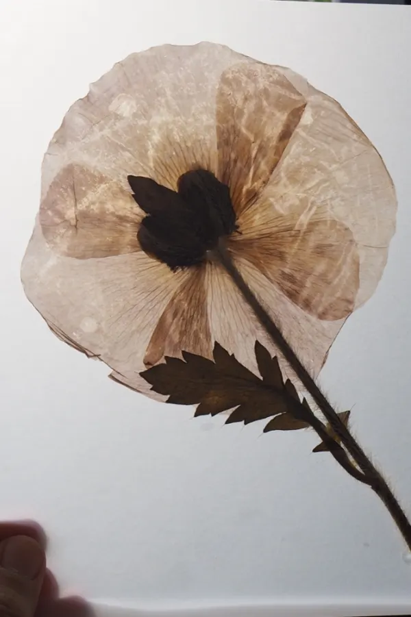 Amapola prensada a contraluz