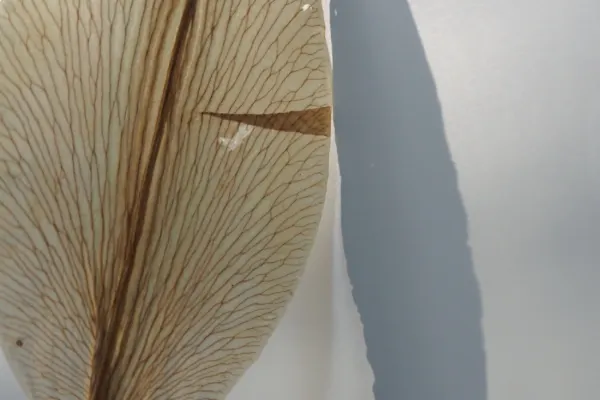 Detalle de una lámina de flor prensada con su sombra